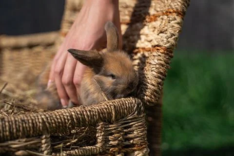 Dwarf Angora rabbit sitting on a wicker basket on a sunny day before Easter Stock Photos
