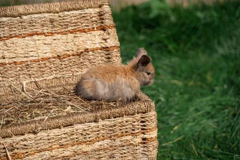 Dwarf Angora rabbit sitting on a wicker basket on a sunny day before Easter Stock Photos