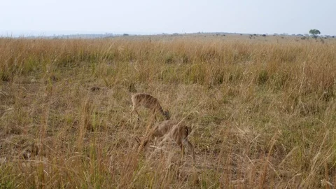 Dwarf Antelope Dik Dik Grazing In Tall Yellow Grass Of African Savannah Video stock 111896559