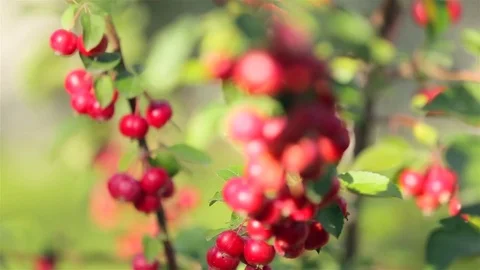 Dwarf apple trees Video stock 79161035