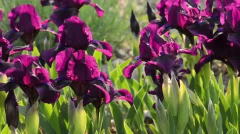 Dwarf bearded iris (Iris barbata nana 'Samtpfoetchen') Stock Footage 14005292