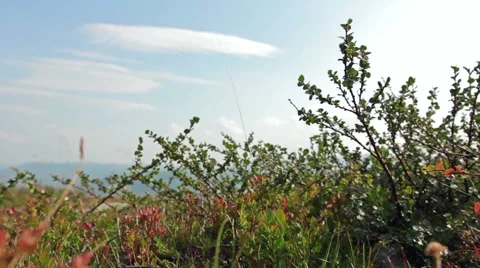 Dwarf birch Stock Footage 42876081