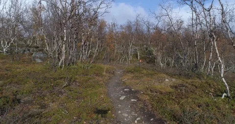 Dwarf birch forest, Aerial, drone shot, over a path, between autumn colored t Stock Footage 117292537