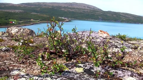 Dwarf birch growing on the rock Stock Footage 8511815