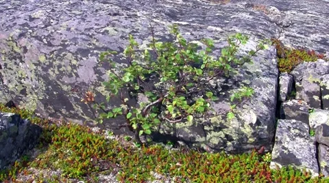 Dwarf birch growing on the rock Stock Footage 8511847