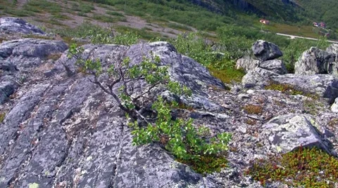 Dwarf birch growing on the rock Stock Footage 8511874