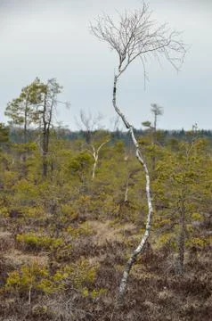 A dwarf birch in the marshland. Stock Photos