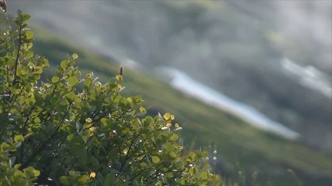 The dwarf birch in the mountains Stock Footage 83694753