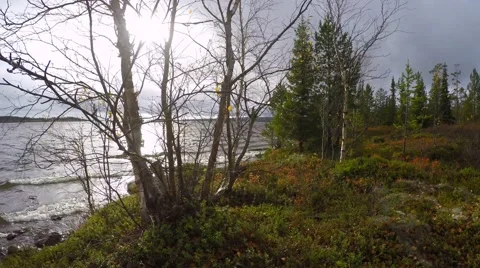 Dwarf birch, stunted spruce on the beach. Big Lake in Scandinavia, Europe. 库存影片 55772591