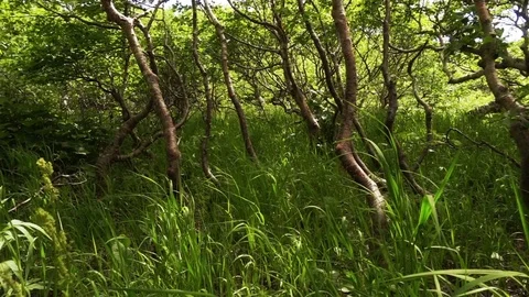 Dwarf Birches Forest Видео 79842992