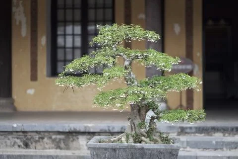 Dwarf blooming bonsai tree in a pot in a Vietnamese courtyard Stock Photos