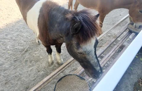 Dwarf brown pony eats nutritious feed in white fenced sandy enclosure, enjo.. Stock Photos