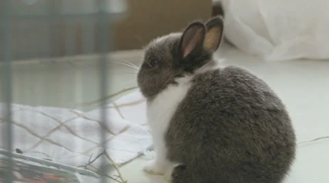 Dwarf bunny eating hay Stock Footage 39932277