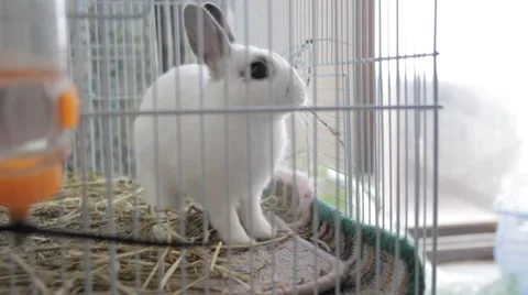 Dwarf bunny eating hay, running around in cage Stock Footage 44266873