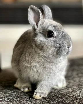 Dwarf Bunny Stock Photos