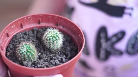Dwarf cactus in a small pot Stock Footage 139689878