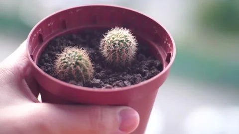 Dwarf cactus in a small pot Stock Footage 139689886