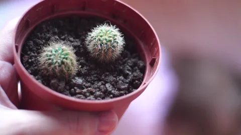 Dwarf cactus in a small pot Stock Footage 139689974