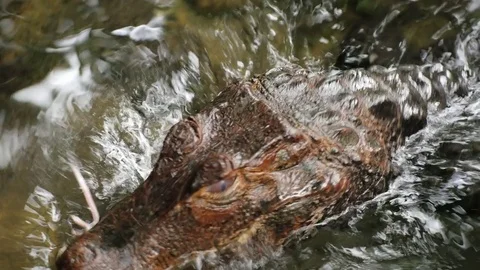 Dwarf Caiman eating a mouse. Close-up Stock Footage 69833152