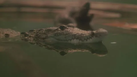 Dwarf Caiman Stock Footage 137220512