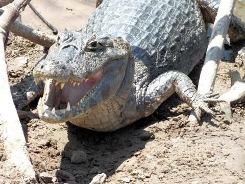 Dwarf Caiman Stock Photos