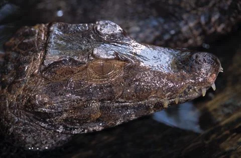Dwarf Caiman Stock Photos