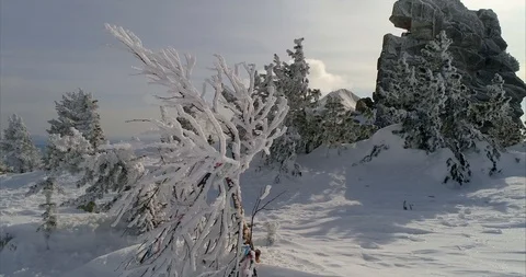 Dwarf cedars and trees covered with fabulous Christmas frost and snow Stock-Footage 117884314