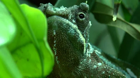 Dwarf chameleon Stock Footage 1075987