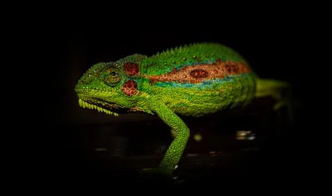 Dwarf chameleon  Stock Photos