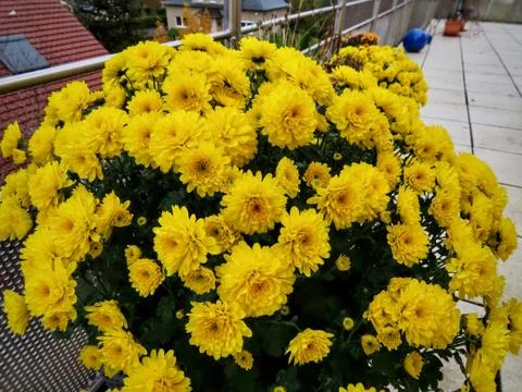 Dwarf Chrysanthemum round Stock Photos