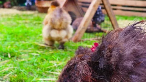 The dwarf cock in the garden . Stock Footage