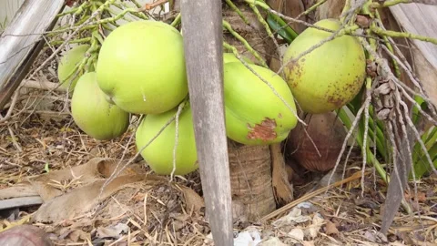 Dwarf Coconut Tree with coconuts almost touching the Ground. Video stock 151198172