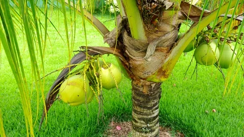 Dwarf coconut tree in a tropical landscape. Camera pans right Stock Footage 121238225