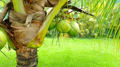 Dwarf coconut tree in a tropical landscape. Camera pans left Stock Footage 121238953