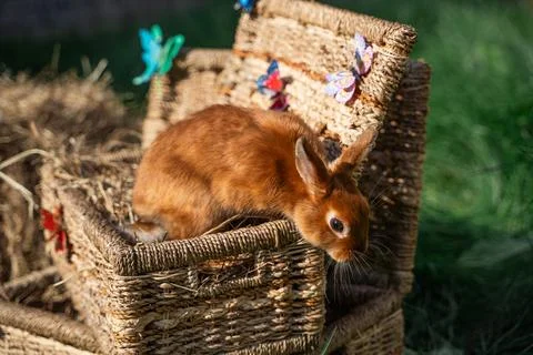 Dwarf colored rabbit with a color like a squirrel palm-sized sits on a wicker Stock Photos