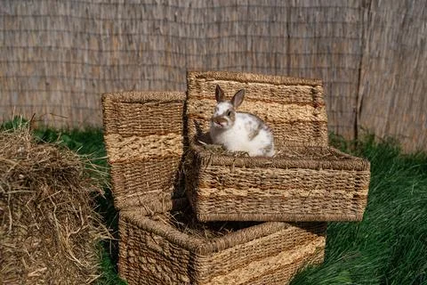 Dwarf colored rabbit sitting and showing tongue on a wicker basket  Stock Photos