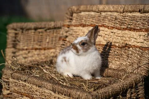 Dwarf colored rabbit sitting on a wicker basket on a sunny day before Easter Stock Photos