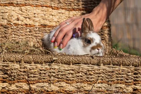 Dwarf colored rabbit sitting on a wicker basket on a sunny day before Easter Stock Photos