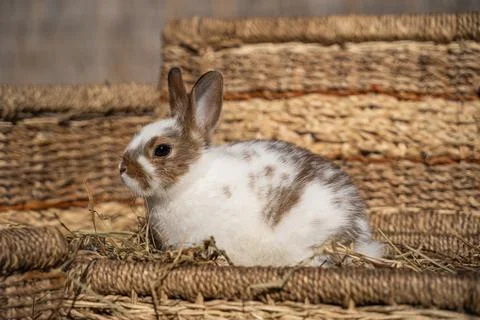 Dwarf colored rabbit sitting on a wicker basket on a sunny day before Easter Stock Photos