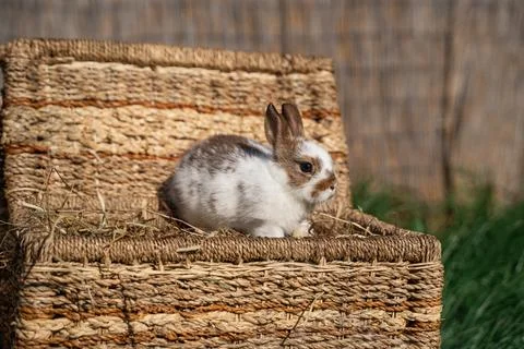 Dwarf colored rabbit sitting on a wicker basket on a sunny day before Easter Stock Photos