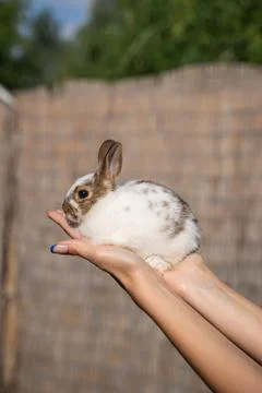 Dwarf colored rabbit sitting on a woman's hand on a sunny day before Easter Stock Photos
