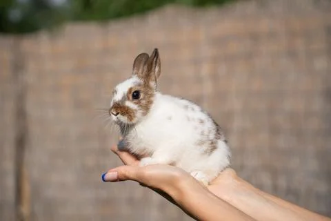 Dwarf colored rabbit sitting on a woman's hand on a sunny day before Easter Stock Photos