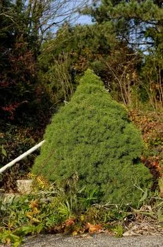 Dwarf Conifer Stock Photos