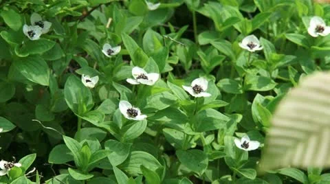 Dwarf Cornel or Bunchberry (Cornus suecica) blooming Stock Footage 22334500