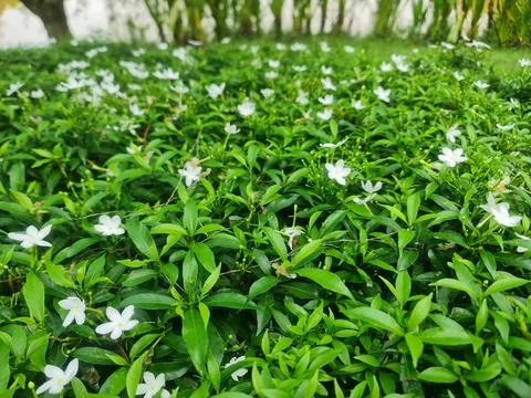 Dwarf Crape Jasmine Ground Cover with Small White Flowers Stock Photos