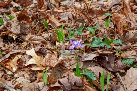 Dwarf crested iris in the forest Stock Photos