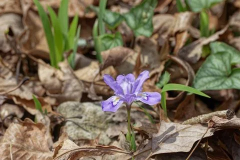 Dwarf crested iris in the wild Stock Photos