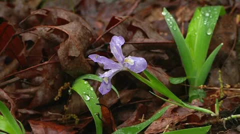 Dwarf Crested Iris Wildflower Stock-Footage 10798220