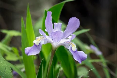 Dwarf Crested Iris in the Woods Foto stock