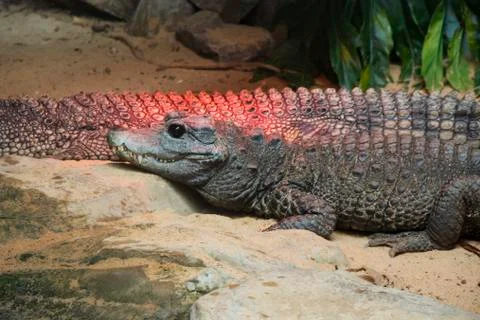 Dwarf crocodile Stock Photos